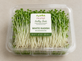 White Radish Microgreens by Healthy Shoots
