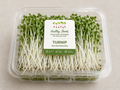 Turnip Microgreens by Healthy Shoots