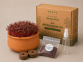 DIY Microgreens Kit Red Amaranthus Pot – terracotta pot with grown Red Amaranthus microgreens, seeds, coco peat discs and spray bottle