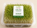 Alfalfa Microgreens