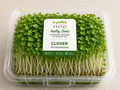 Clover Microgreens