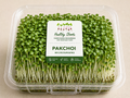 Pakchoi Microgreens