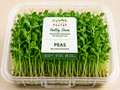 Peas Microgreens