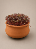 Terracotta planter with red amaranth microgreens