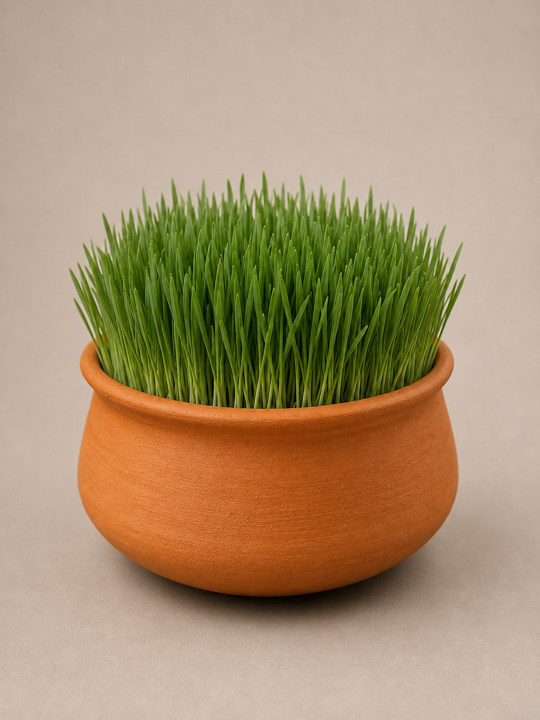 Terracotta pot with fresh wheatgrass