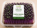 Purple Radish Microgreens by Healthy Shoots