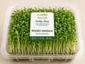 Rocket Arugula Microgreens by Healthy Shoots
