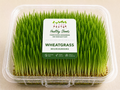 Wheatgrass Microgreens by Healthy Shoots