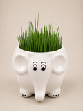 White Ceramic Elephant Planter with Wheatgrass